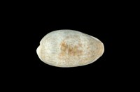 藏品(愛龍寶螺)的圖片